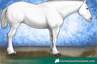 Horse Color:Liver Chestnut Sabino Splash Appaloosa and Liver Chestnut Sabino Splash Appaloosa