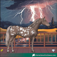 Horse Color:Gray Platinum Chestnut Near Leopard 