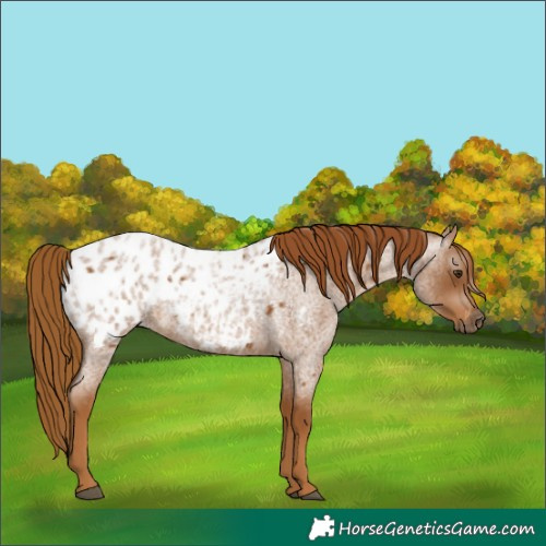 Horse Color:Gray Red Roan Appaloosa 
