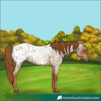 Horse Color:Gray Red Roan Appaloosa