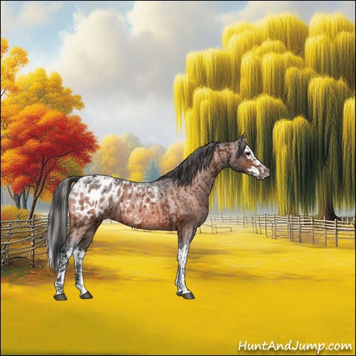 Horse Color:Bay Roan Appaloosa  and Bay Roan Splash Appaloosa 