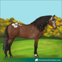 Horse Color:Gray Bay Appaloosa 
