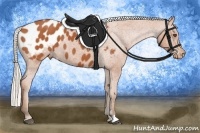 Horse Color:Silver Bay Appaloosa 