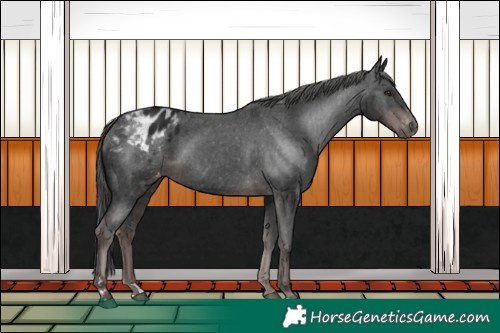 Horse Color:Gray Platinum Liver Chestnut Appaloosa 