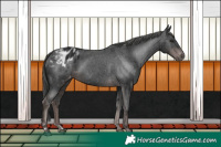 Horse Color:Gray Platinum Liver Chestnut Blanket 