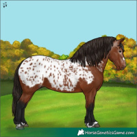 Horse Color:Gray Bay Appaloosa 