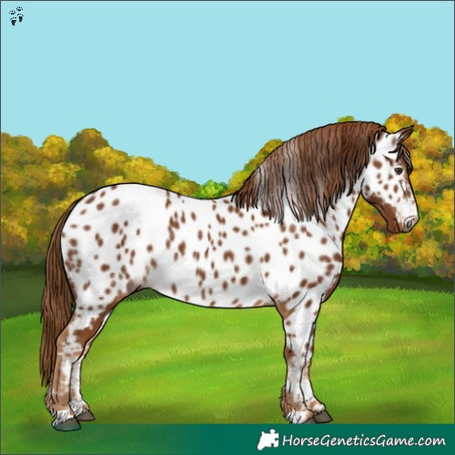 Horse Color:Gray Chestnut Appaloosa 
