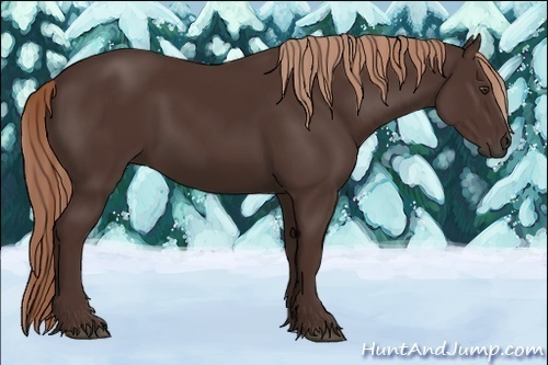 Horse Color:Liver Chestnut 