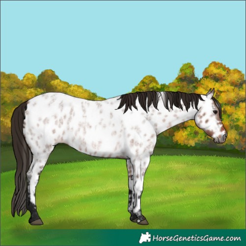Horse Color:Gray Bay Roan Near Leopard 