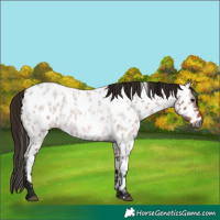 Horse Color:Gray Bay Roan Near Leopard 