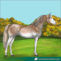 Horse Color:White Spotted Liver Chestnut Pearl Mushroom Splash  and White Spotted Chocolate Palomino Mushroom Splash 