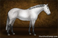 Horse Color:Gray Grullo Roan 