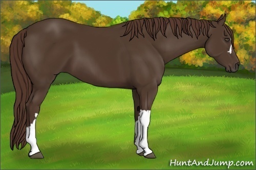 Horse Color:Liver Chestnut 