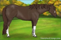 Horse Color:Liver Chestnut 