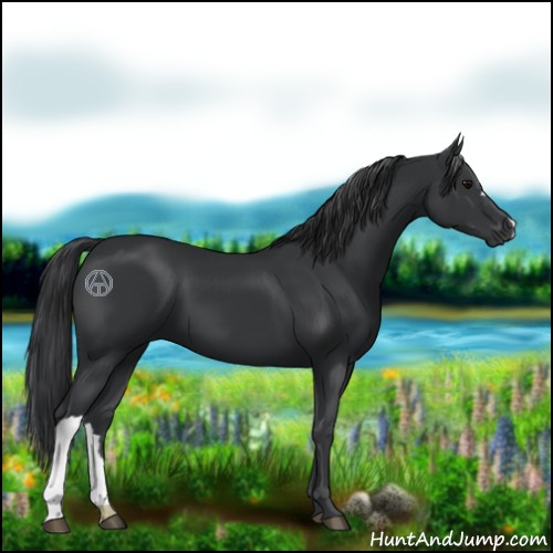 Horse Color:Black 