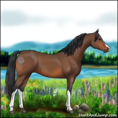 Horse Color:Bay 