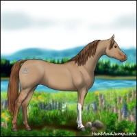 Horse Color:Red Dun 