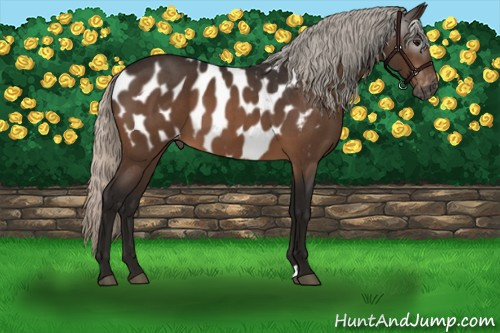 Horse Color:Gray Silver Bay Roan Appaloosa 