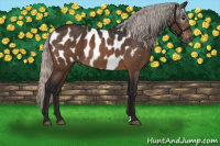 Horse Color:Gray Silver Bay Roan Appaloosa