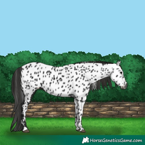 Horse Color:Gray Black Appaloosa 