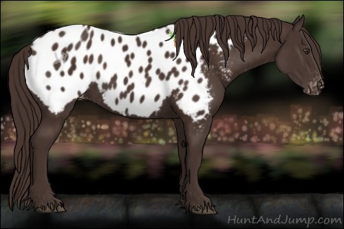 Horse Color:Liver Chestnut Appaloosa 