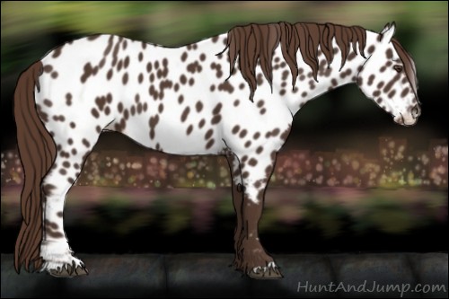 Horse Color:Liver Chestnut Appaloosa 