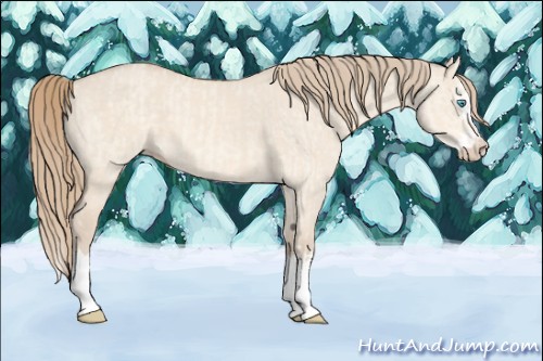 Horse Color:Perlino Dun  and Perlino Dun Splash 