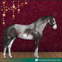 Horse Color:White Spotted Brown 
