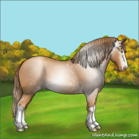 Horse Color:Gray Gold Champagne 