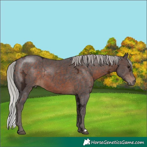 Horse Color:Silver Brown Ice 
