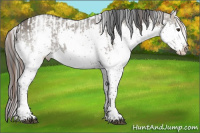 Horse Color:White Spotted Liver Red Dun Splash Tobiano Appaloosa  and White Spotted Grullo Splash 