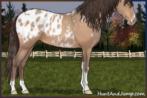 Horse Color:Amber Champagne Sabino Tobiano Appaloosa and Amber Champagne Sabino Splash Tobiano Appaloosa