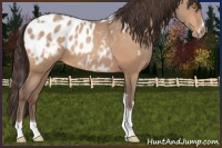 Horse Color:Amber Champagne Sabino Tobiano Appaloosa  and Amber Champagne Sabino Splash Tobiano Appaloosa 