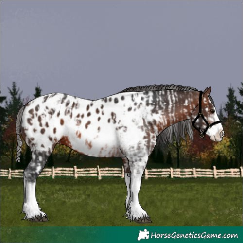 Horse Color:Brown Sabino Splash Appaloosa and Brown Sabino Splash Appaloosa