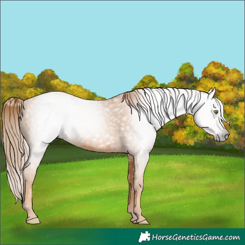 Horse Color:Gray Gold Champagne 