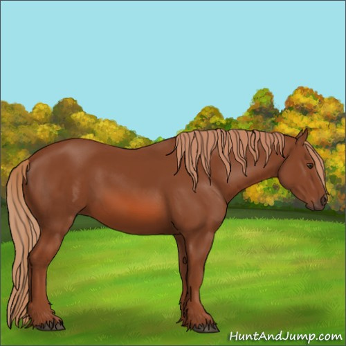 Horse Color:Chestnut 
