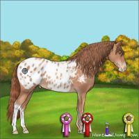 Horse Color:Gold Champagne Appaloosa 