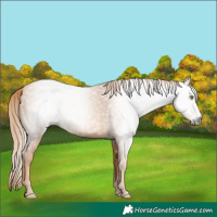 Horse Color:Gray Gold Champagne 
