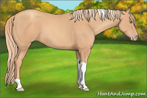 Horse Color:Gold Champagne Tobiano