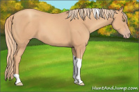 Horse Color:Gold Champagne Tobiano