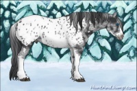 Horse Color:White Spotted Black Splash Tobiano Frame Near Leopard 