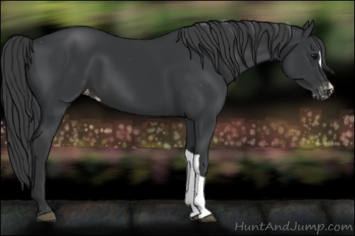 Horse Color:Black Appaloosa 