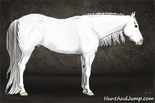 Horse Color:White Spotted Liver Chestnut Appaloosa 