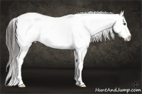 Horse Color:White Spotted Liver Chestnut Appaloosa 