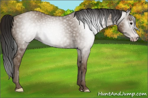 Horse Color:Gray Classic Champagne 