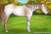 Horse Color:Gray Gold Champagne 