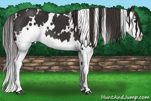 Horse Color:White Spotted Liver Chestnut Splash 