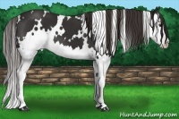 Horse Color:White Spotted Liver Chestnut Splash