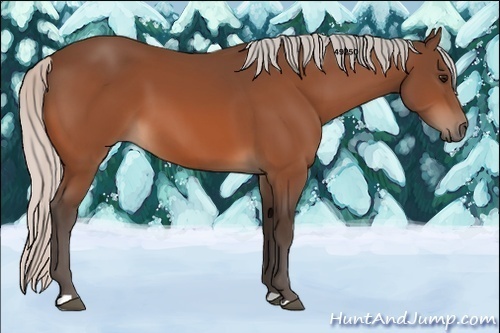 Horse Color:Silver Bay 