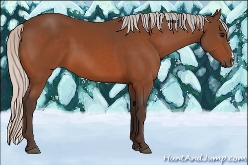 Horse Color:Silver Bay